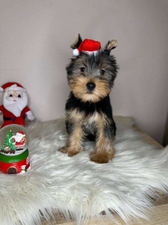 Yorkshire terrier