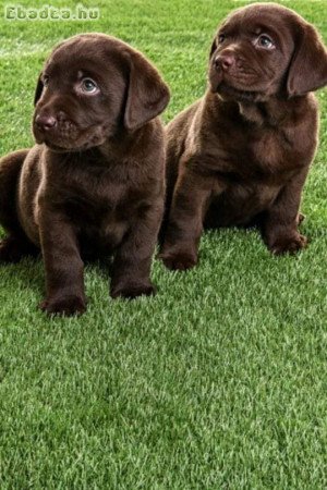 Labrador kiskutyák Csokoládé és Zsemle színben