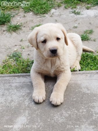 Labrador kiskutyák Csokoládé és Zsemle színben