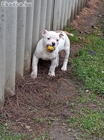 Amerikai bulldog kiskutyák!