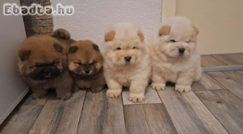 chow chow