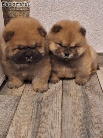 chow chow