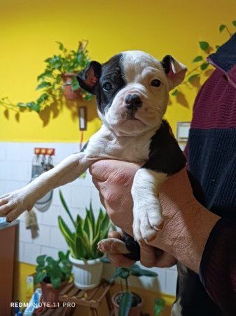 Amerikai staffordshire terrier