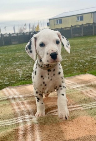 Dalmata