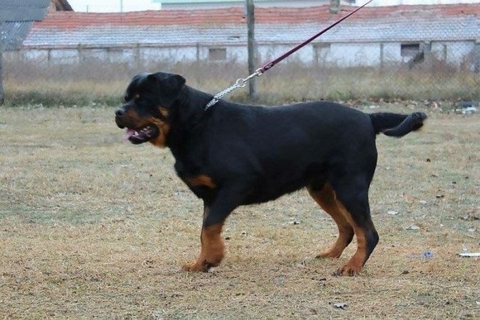 Rottweiler