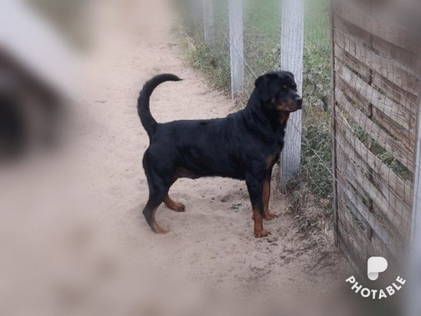 Rottweiler