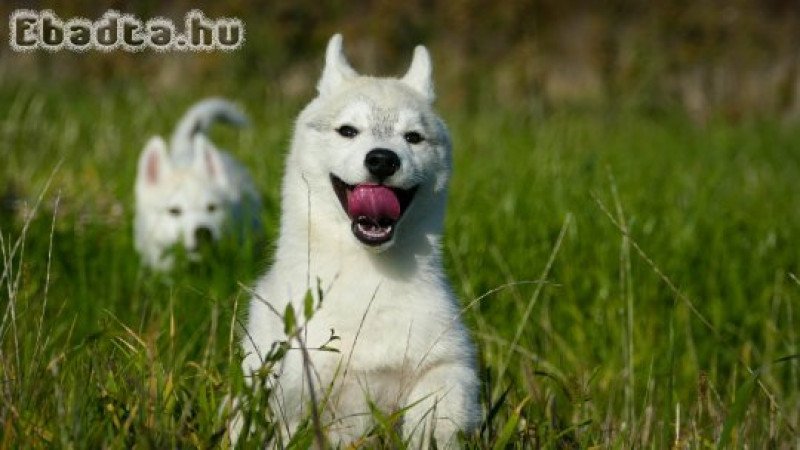 Beautiful Husky Puppies – Your Loyal Companions!