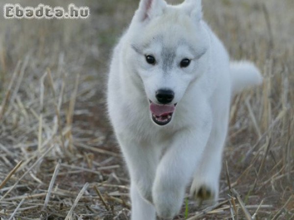 Beautiful Husky Puppies – Your Loyal Companions!