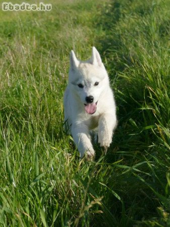 Beautiful Husky Puppies – Your Loyal Companions!