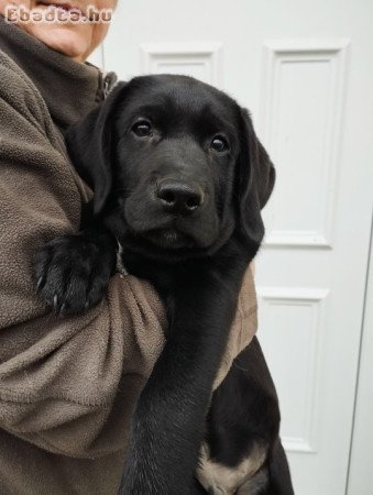 Eladó fekete labrador kölykök