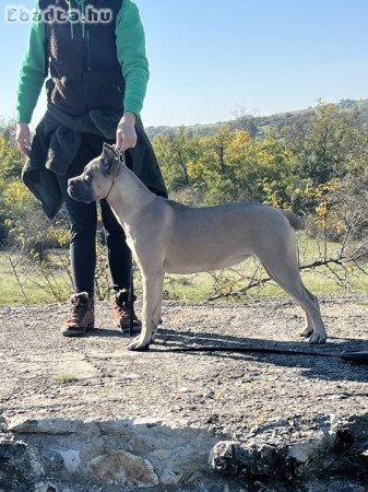 Cane Corso szuka