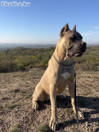 Cane Corso szuka