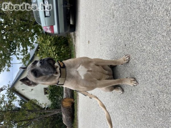 Cane Corso szuka