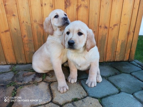 Labrador