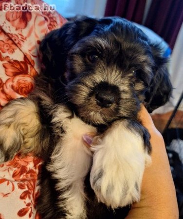 Bichon Havanese