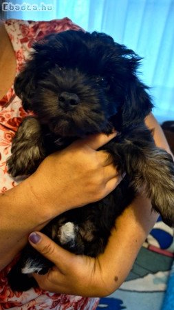 Bichon Havanese