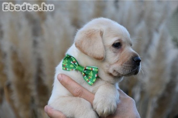 Minőségi,törzskönyvezett labrador kölykök