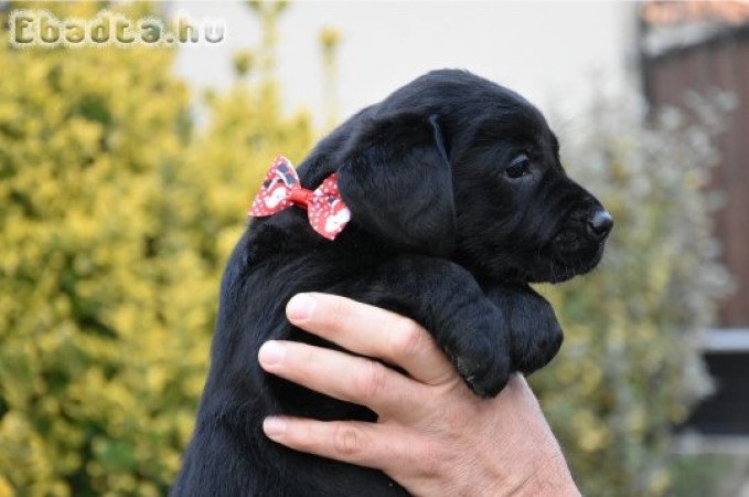 Minőségi,törzskönyvezett labrador kölykök