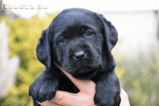 Minőségi,törzskönyvezett labrador kölykök