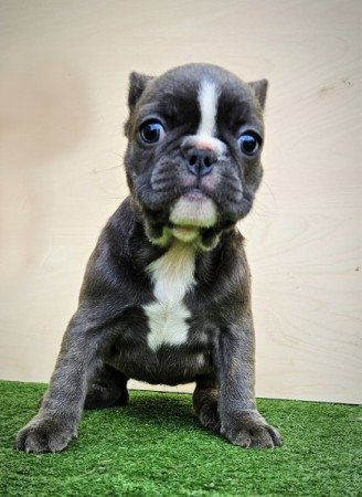 Francia bulldog