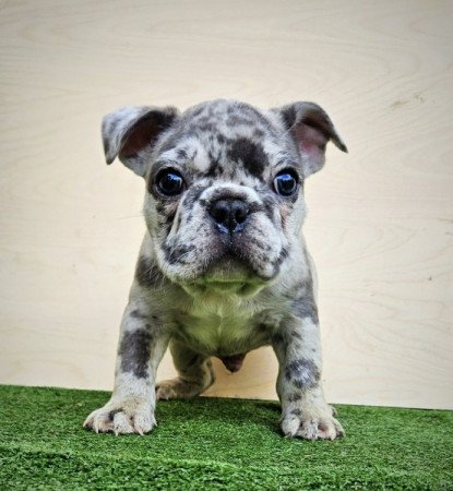 Francia bulldog