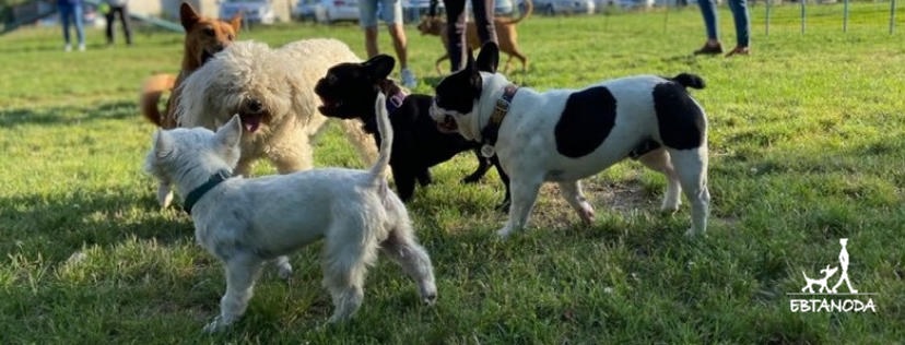 Ebtanoda Kutyaiskola