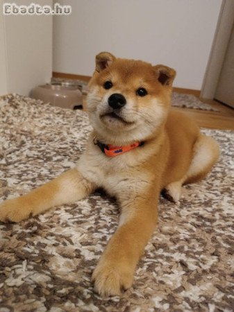 Shiba inu Puppies cheap