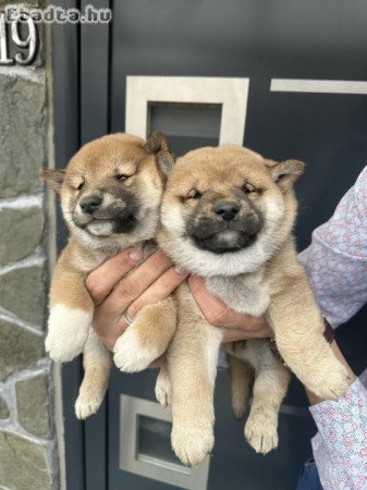 Shiba inu Puppies cheap