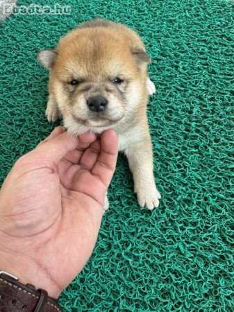 Shiba inu Puppies cheap