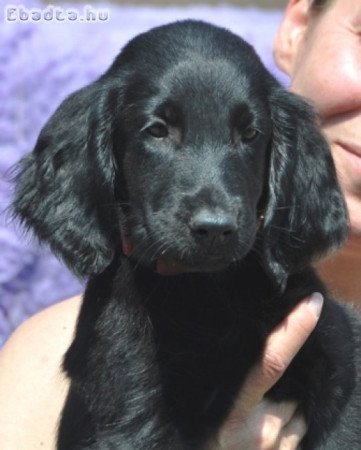 Flat Coated Retriever/ Simaszőrű retriever kölykök