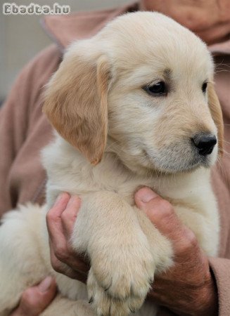 Gyönyörű Golden Retriever kölykök