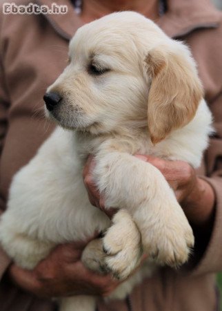 Gyönyörű Golden Retriever kölykök