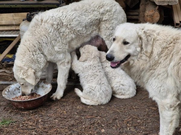 kuvasz