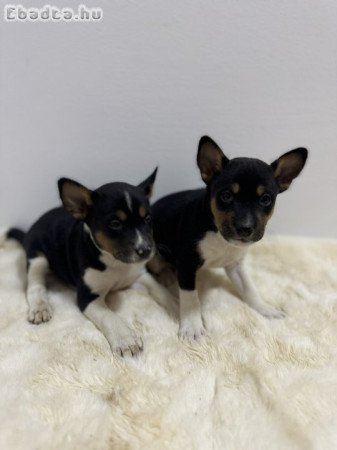 Basenji puppies cheap