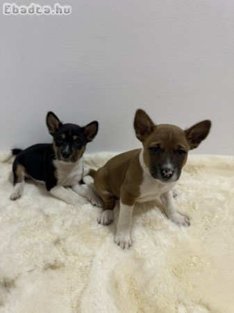 Basenji puppies cheap