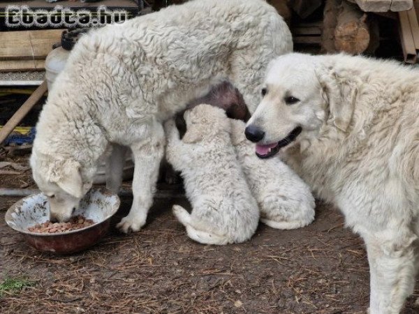 eladó kuvasz kölykök törzskönyves szülőktől