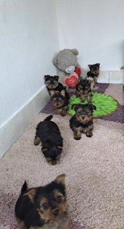 Yorkshire terrier