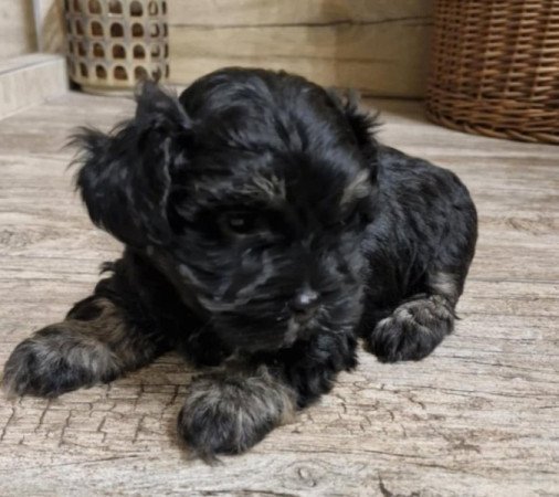 Bischon havanese