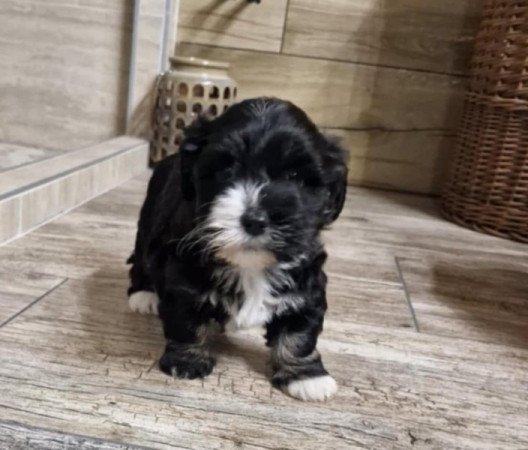 Bischon havanese