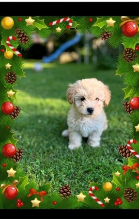 MALTIPOO