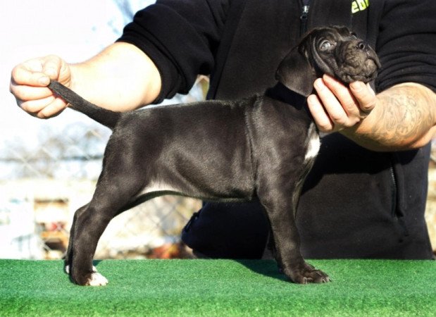 cane corso