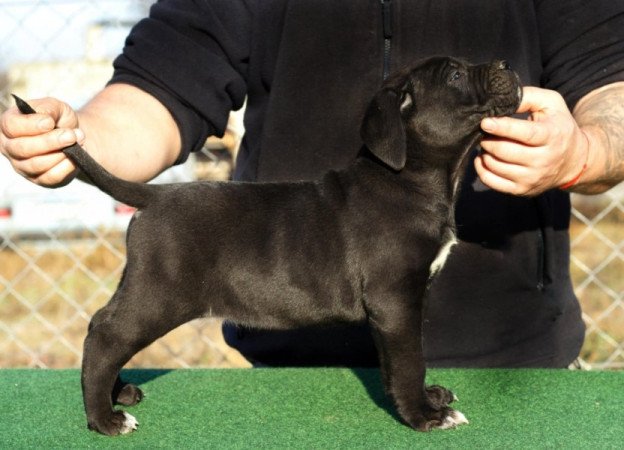 cane corso