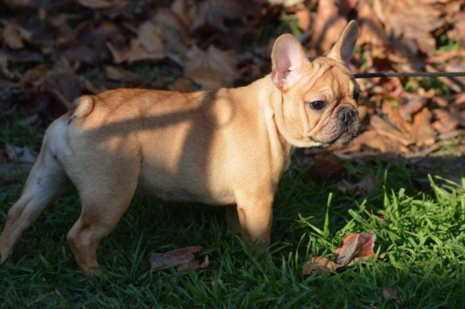 Francia Bulldog