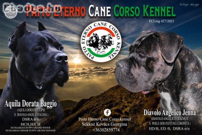 Foglalható 5 hetes Cane Corso kölykök