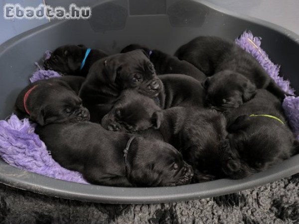 Foglalható 5 hetes Cane Corso kölykök