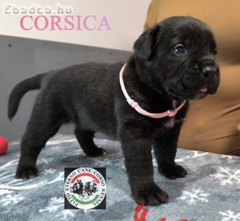 Foglalható 5 hetes Cane Corso kölykök