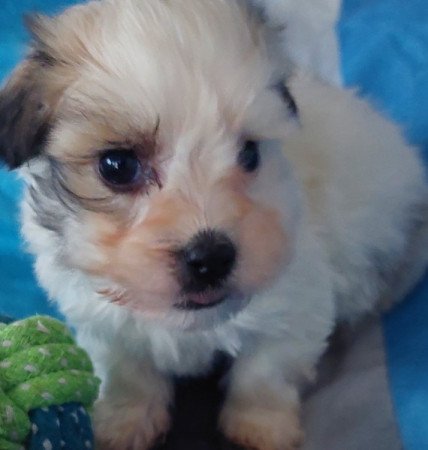 Bichon havanese