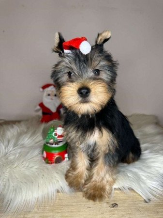 Yorkshire terrier