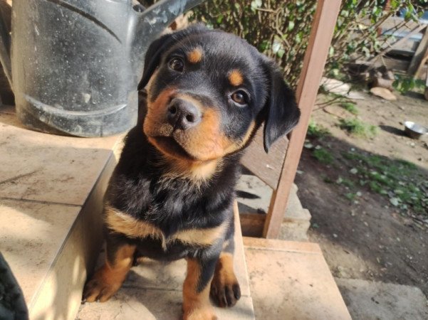 Rottweiler