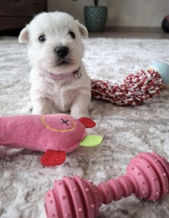 West Highland White Terrier